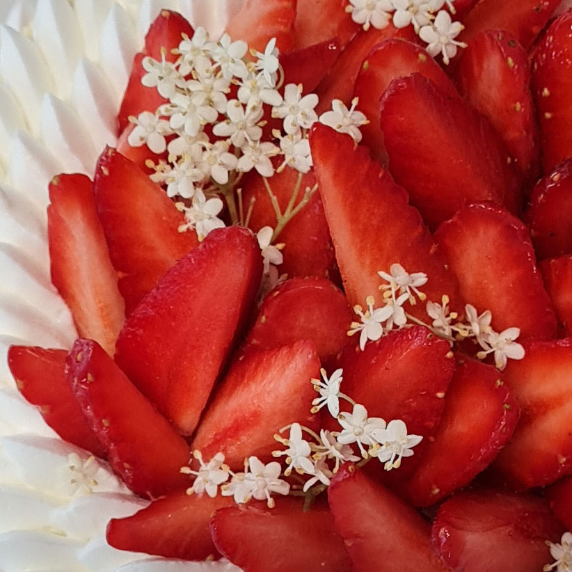 Fraisier-zoom-822 Fraisier summer 2021 by Nina Métayer